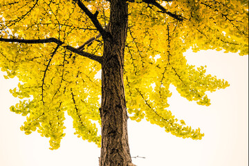 Kinko tree foliage and trunk close-up, yellow and gold color autumn leaves on the white bright sky backgrounds on the street of Daegu City, South Korea