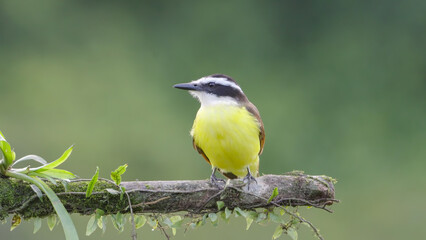 close shot of a great kiskadee perching on a branch
