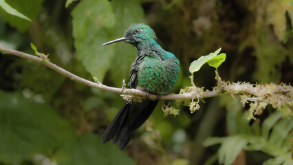 a male green-crowned brilliant hummingbird preening