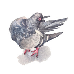 Watercolor gray bird dove isolated on white background. Hand-drawn pigeon for card or sticker. Wild flying animal clipart for sketchbook and wallpaper. Symbol peace for coloring book or celebration