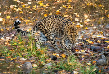 Amur Leopard