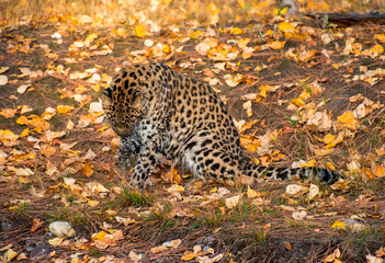 Amur Leopard