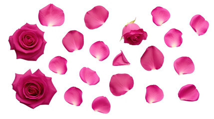 Magenta rose petals isolated on a transparent background created with Generative AI technology