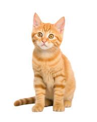 Obraz premium Orange cat isolated on a transparent background created with Generative AI technology