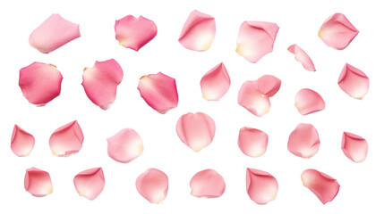 Pink rose petals isolated on a transparent background created with Generative AI technology
