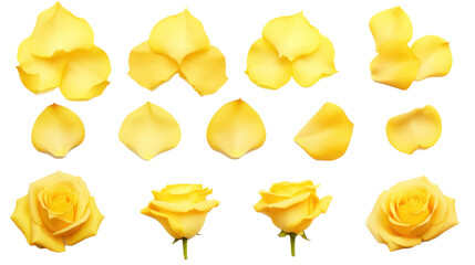 Yellow flower petals isolated on a transparent background created with Generative AI technology - obrazy, fototapety, plakaty