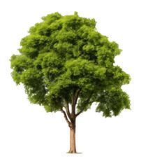 Tree isolated on a transparent background created with Generative AI technology