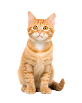 Orange cat isolated on a transparent background created with Generative AI technology