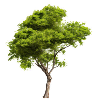 Tree isolated on a transparent background created with Generative AI technology