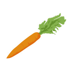 healthy carrots vector