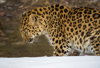 Amur Leopard