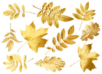 Different golden autumn leaves isolated on white, collection