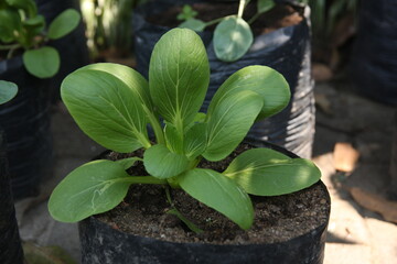 Bok choy, pak choi or pok choi is a type of Chinese cabbage, used as food. Brassica rapa subsp....