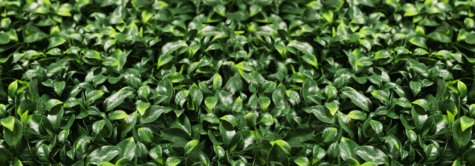 Fototapeta na wymiar Bright green artificial plants as background, banner design