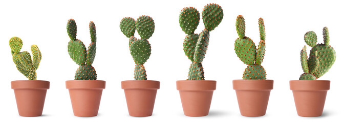 Green cacti in terracotta pots isolated on white, collection
