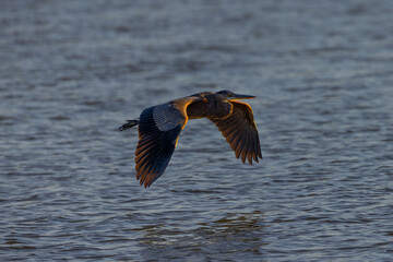 Great blue heron flying in beautiful sunset light, seen in the wild in a North California marsh
