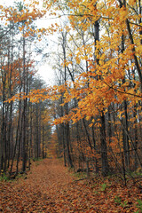 Fall landscape with colorful  trees in forest