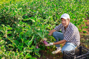 Hired male worker harvesting eggplant on farm field in summer day
