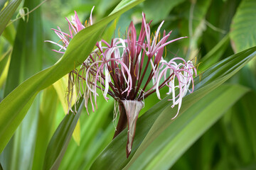 Obraz premium クィーン・エマ・リリー