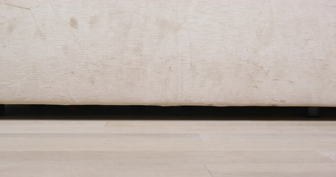 Dachshund dog slowly runs limping along floor of apartment, silently moving paws with long claws Age-related changes in older pets: sprains, joints, injury to pads of feet Vinyl durable floor covering