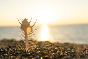 夕日と砂浜の貝殻