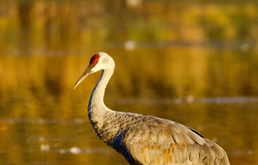 Sandhill Cranes