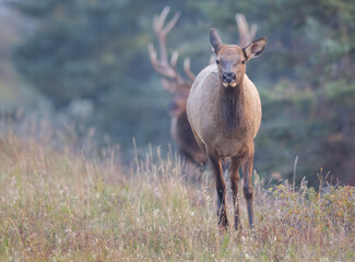 A cow elk being chased by a bull