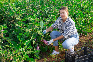 Girl works on plantation garden bed, cuts eggplant and puts them in box for transportation. Seasonal work in field. From seedbed to supermarket window table