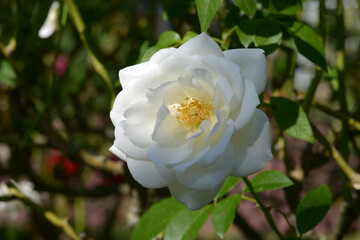 アイスバーグ　バラの花