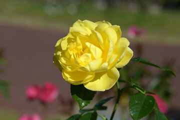 エミール・ノルデ　バラの花