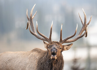 Front view of a bull elk bugling 