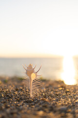 夕日と砂浜の貝殻