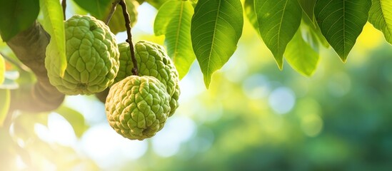 A fruit called custard apple scientifically known as Annona squamosa is seen hanging on a branch of...