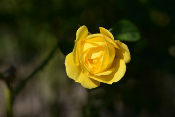 伊豆の踊り子　バラの花