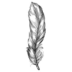 feather hand drawn illustration