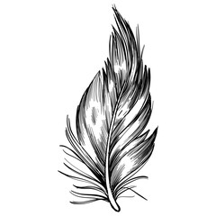 feather hand drawn illustration