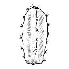 cactus hand drawn illustration