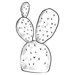 cactus hand drawn illustration