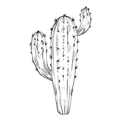 cactus hand drawn illustration © nikagraphic
