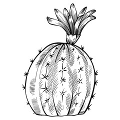 cactus hand drawn illustration
