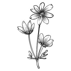 wildflowers hand drawn illustration