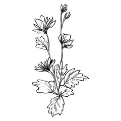 wildflowers hand drawn illustration
