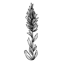 wildflowers hand drawn illustration