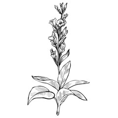 officinalis plants hand drawn illustration