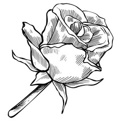 rose flower handdrawn illustration 