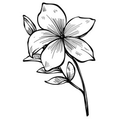 flower handdrawn illustration 