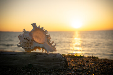 夕日と砂浜の貝殻