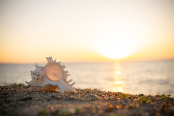 夕日と砂浜の貝殻
