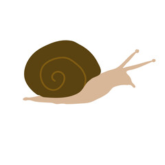Snail shell animal