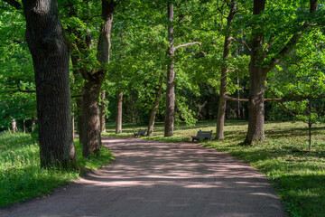 View of the alley in Pavlovsky Park on a sunny summer day, Pavlovsk, St. Petersburg, Russia